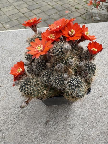 Rebutia rot
